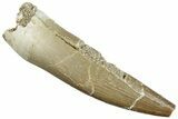 Fossil Plesiosaur (Zarafasaura) Tooth - Morocco #296385-1